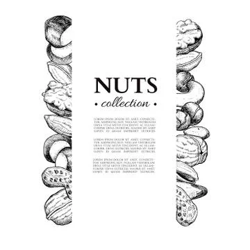 Nuts vector vintage frame illustration. Hand drawn engraved food objects. Stock Illustration