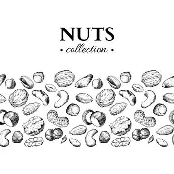 Nuts vector vintage illustration. Hand drawn engraved food objects. Stock Illustration