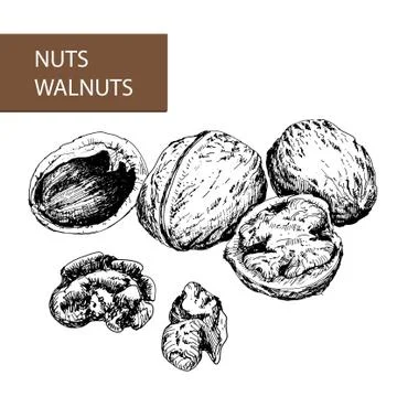 Nuts. Walnuts. Stock Illustration