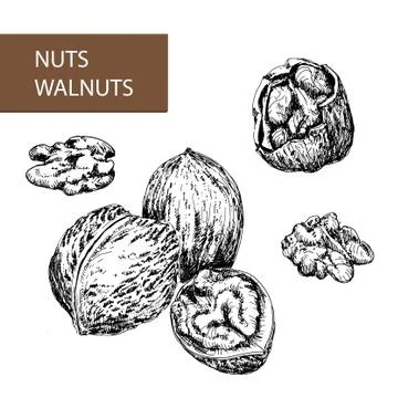 Nuts. Walnuts. Stock Illustration