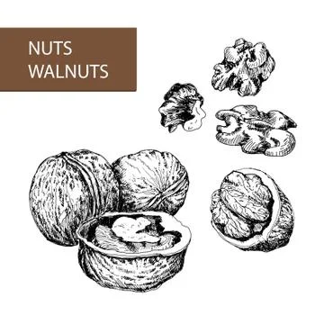Nuts. Walnuts. Stock Illustration