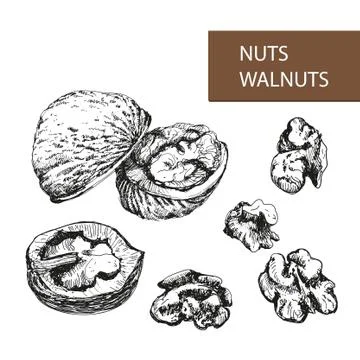 Nuts. Walnuts. Stock Illustration