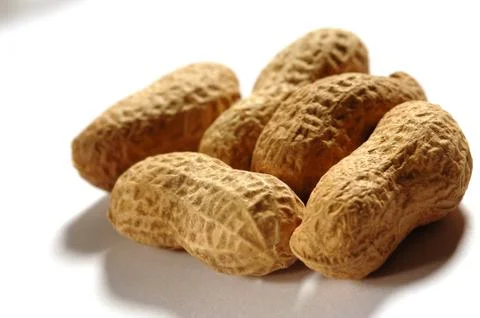 Nuts on a white background Foto stock