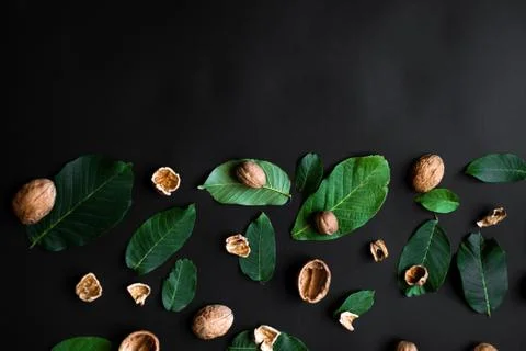 Nutshell and fresh green leafs  on a half black background. copy space 스톡 사진