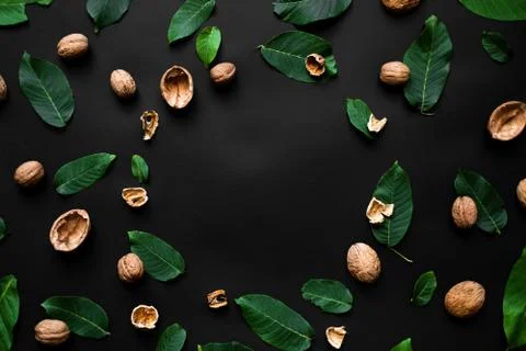 Nutshell and fresh green leafs  on a black background. Circle copy space in t Stock Photos