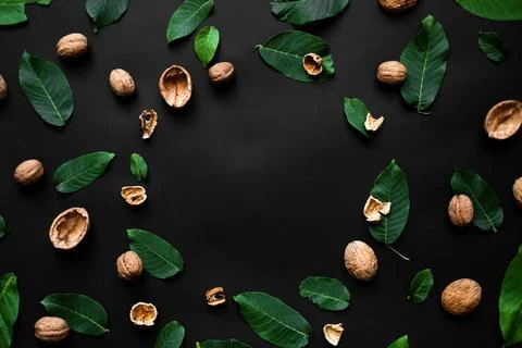 Nutshell and fresh green leafs on a black background. Circle copy space in .. Stock Photos