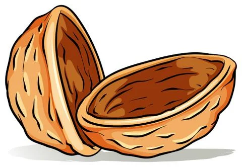 A nutshell Stock Illustration