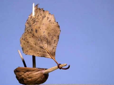 Nutshell Sailboat Stock Photos