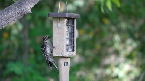 A Nuttall's Woodpecker feeds at a backyard suet feeder in California. Stock Footage 335398224