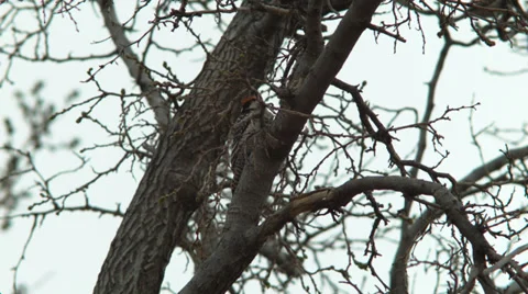 Nuttall's woodpecker Stock Footage 39950455