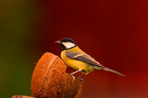 Nutty great tit Foto stock