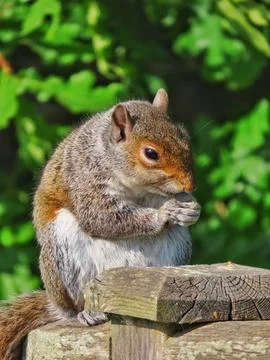 Nutty Nibbler Stock Photos