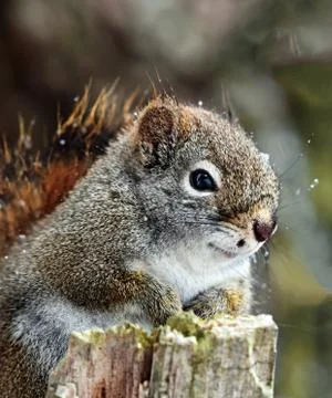 Nutty the Red Squirrel Poses for a Pose Stock Photos