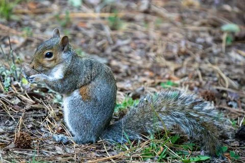 Nutty Squirrel Stock Photos