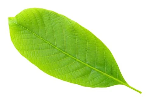 Nutwood leaf. Stock Photos