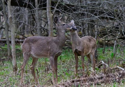 Nuzzling Deer Stock Photos