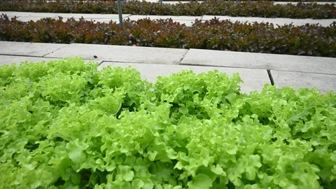 NX4K30Ratchaburi03 Stock Footage 101216095