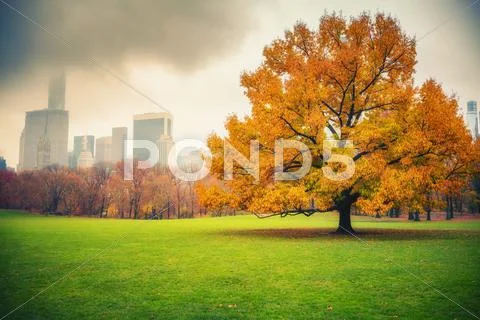 NY Central park at rainy day Stock Photos