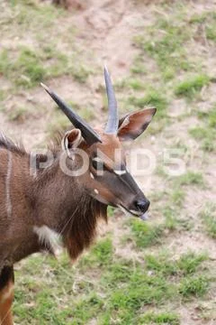 Nyala of animal in safari. Stock Photos