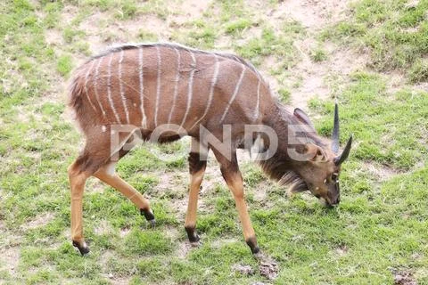 Nyala of animal in safari. Stock Photos