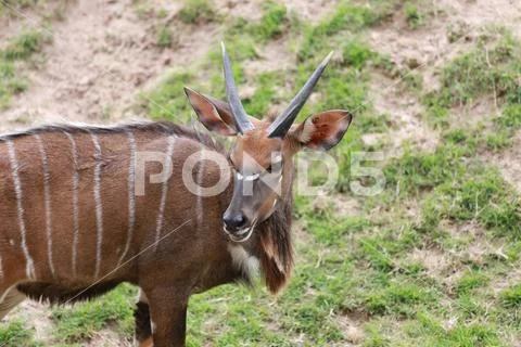 Nyala of animal in safari. Stock Photos