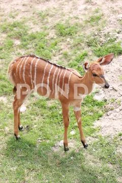 Nyala of animal in safari. Stock Photos