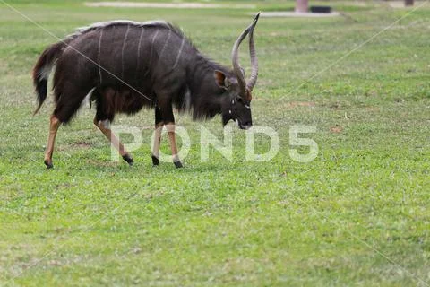 Nyala of animal in safari,African deer in Meadow. Stock Photos