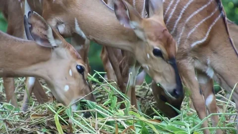 Nyala Antelope Close Up Stock Footage 85226468