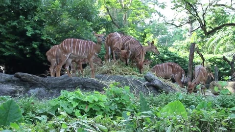 Nyala Antelope Stock Footage 85226448