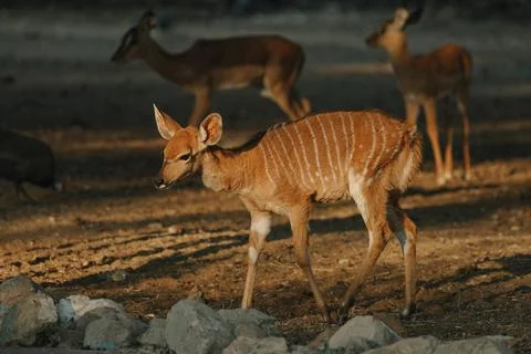 Nyala antelopes at sunlight in Namibia Stock Photos