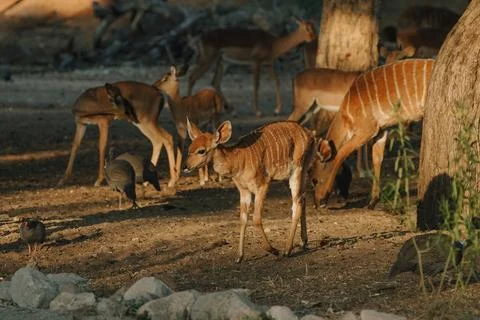 Nyala antelopes at sunlight in Namibia Foto stock
