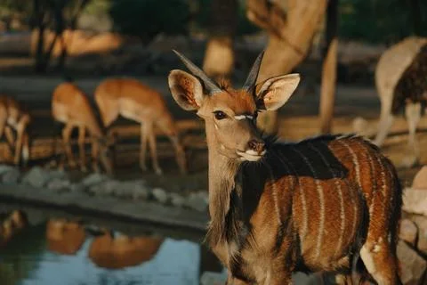 Nyala antelopes at sunlight in Namibia Stock Photos