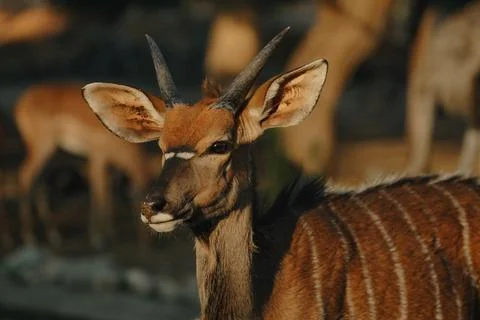 Nyala antelopes at sunlight in Namibia Stock Photos