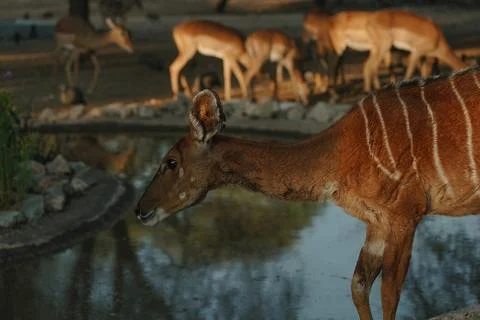 Nyala antelopes at sunlight in Namibia Stock Photos