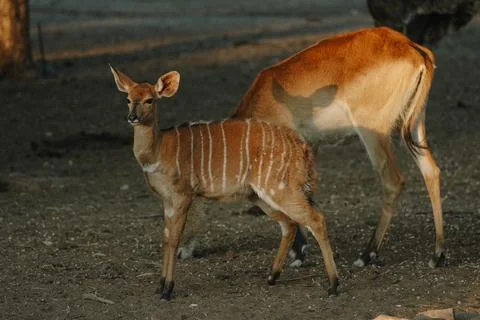 Nyala antelopes at sunlight in Namibia Stock Photos