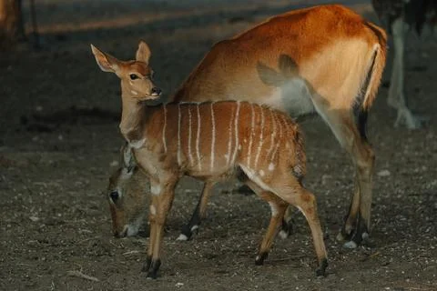 Nyala antelopes at sunlight in Namibia Stock Photos