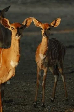 Nyala antelopes at sunlight in Namibia Foto stock