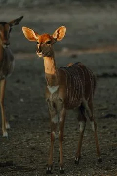 Nyala antelopes at sunlight in Namibia Stock Photos