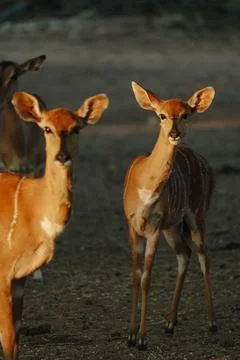 Nyala antelopes at sunlight in Namibia Stock Photos