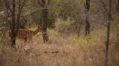 Nyala Buck Stock Footage 30765625