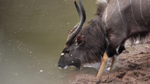 Nyala bull drinking. Stock Footage 161776472