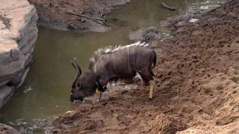 An Nyala bull drinking Stock Footage 245330861