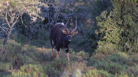 Nyala Bull Stock Footage 96010606