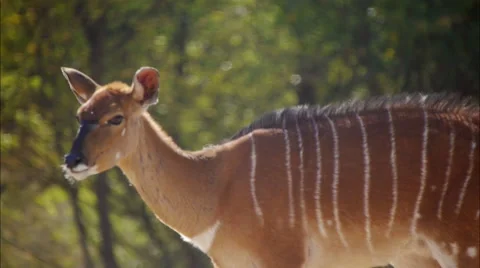 Nyala cow Stock Footage 62638906