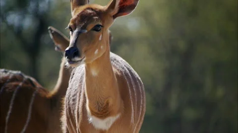 Nyala cow Stock Footage 62639736