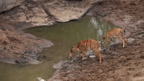 Nyala ewes drinking Stock Footage 245330536