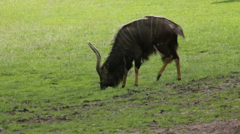 Nyala Video stock 861189