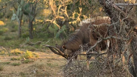 Nyala Stock Footage 96010609
