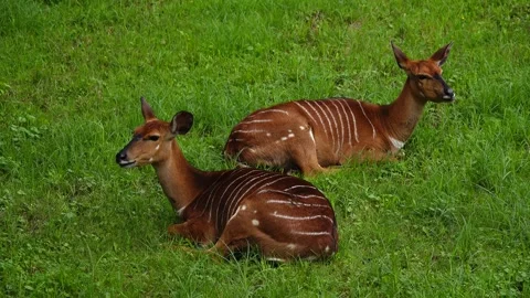Nyala lying on the green grass Stock Footage 272177647