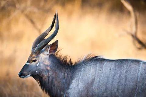 Nyala Stock Photos